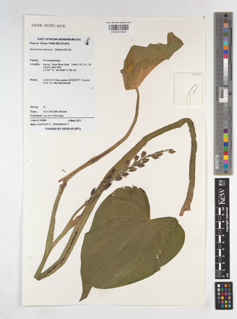 Pontederia africana photo 3