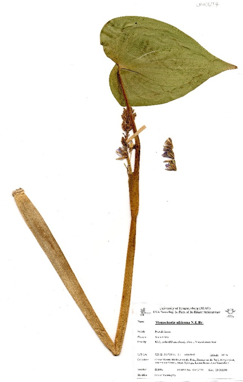 Pontederia africana photo 5