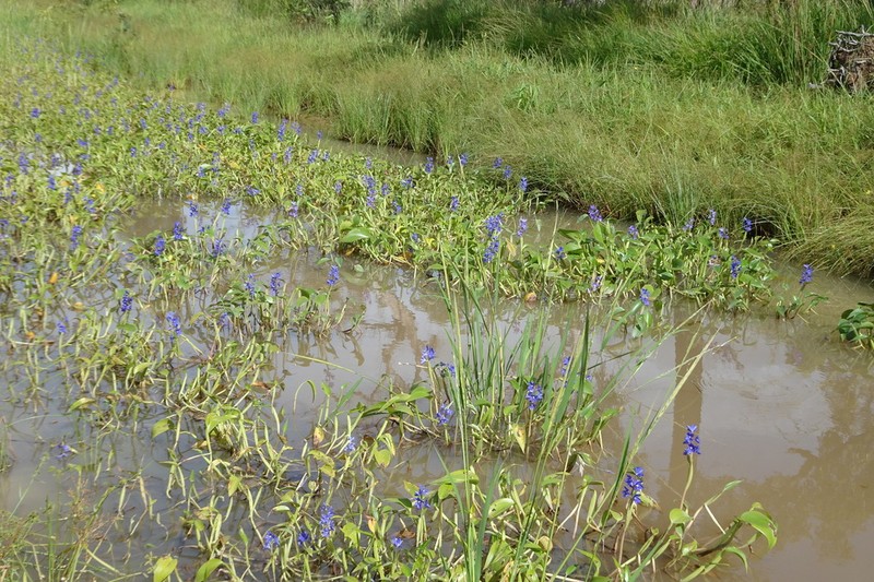 Pontederia australasica