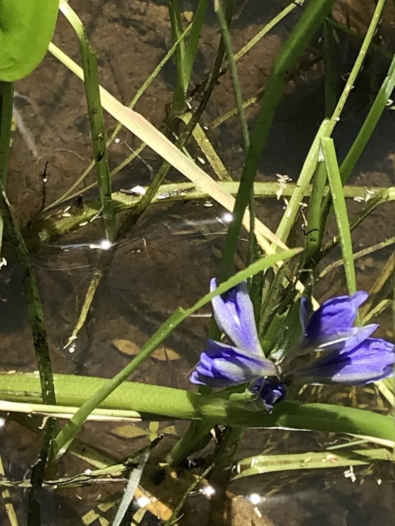 Pontederia australasica photo 2