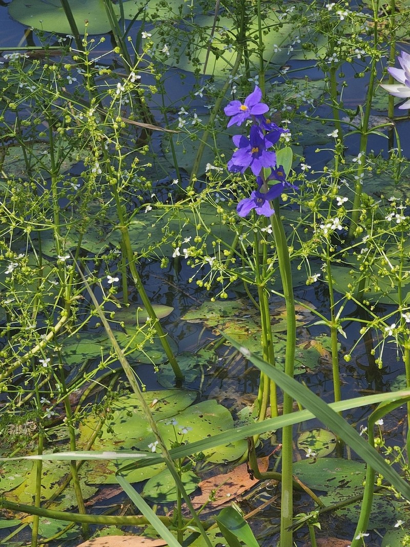 Pontederia australasica photo 3