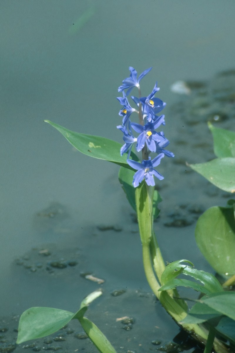 Pontederia australasica photo 4