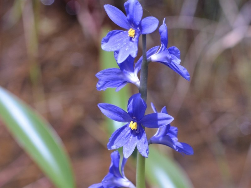 Pontederia australasica photo 5