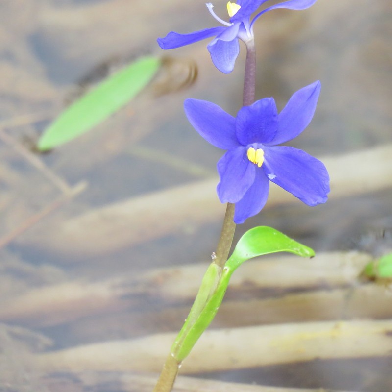 Pontederia australasica photo 6
