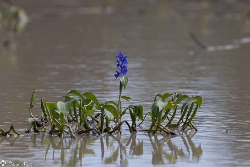 Pontederia australasica photo 7