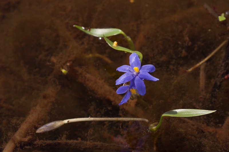 Pontederia australasica photo 8