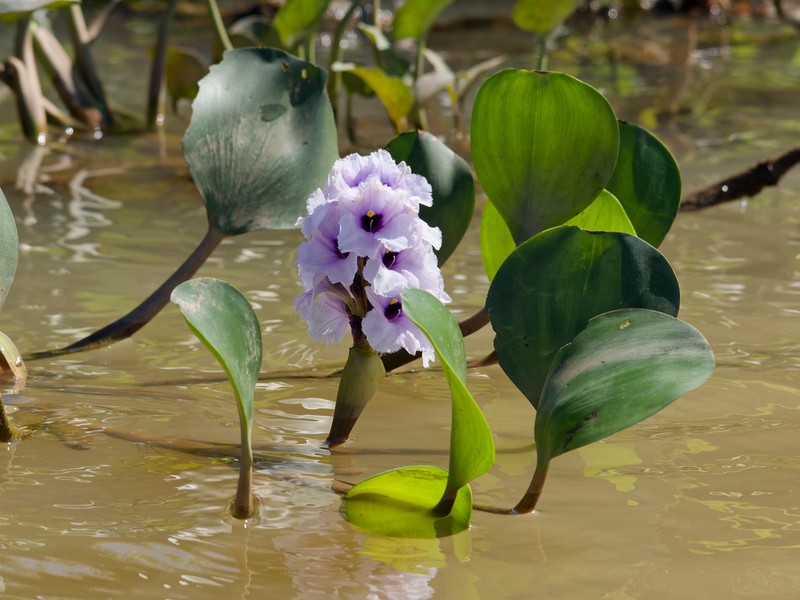 Anchored Water Hyacinth