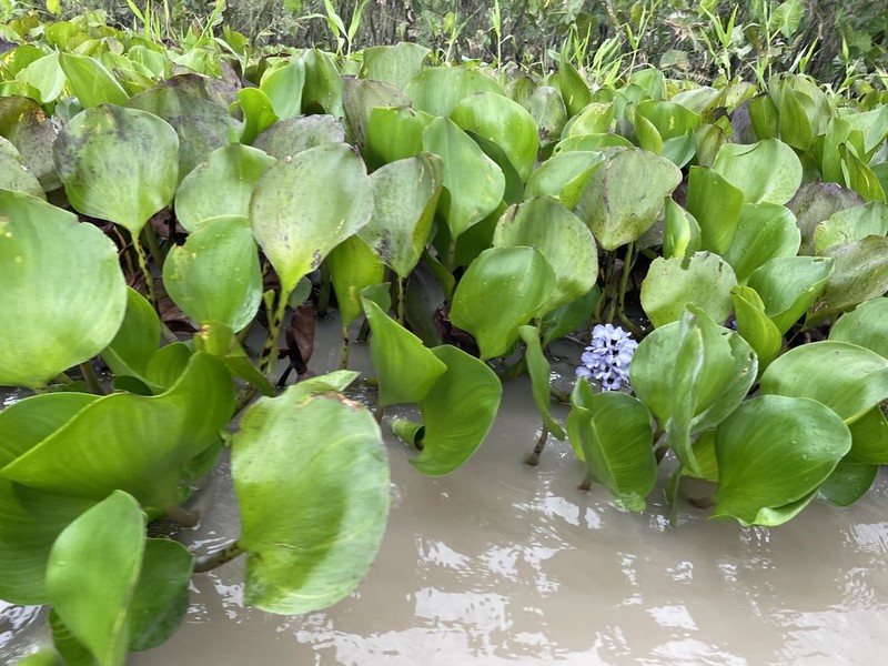 Anchored Water Hyacinth photo 2