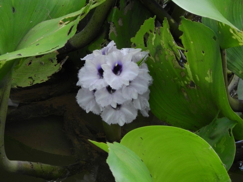 Anchored Water Hyacinth photo 3