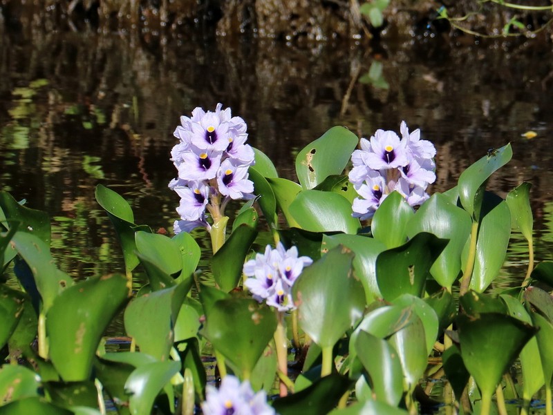 Anchored Water Hyacinth photo 4