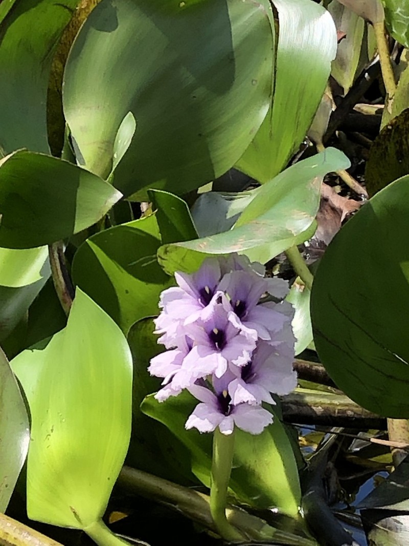 Anchored Water Hyacinth photo 5