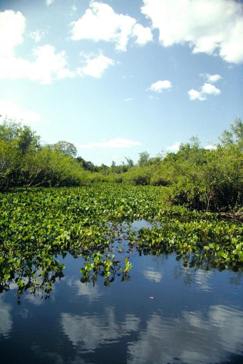 Anchored Water Hyacinth photo 6