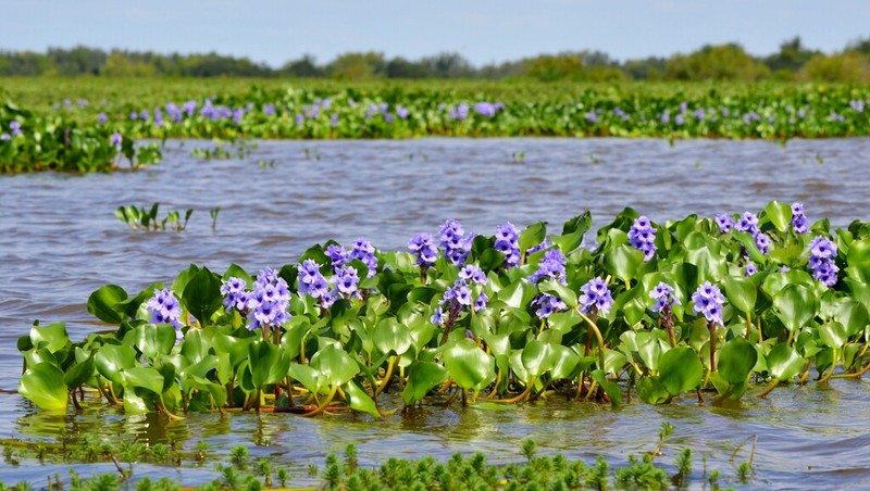 Anchored Water Hyacinth photo 7