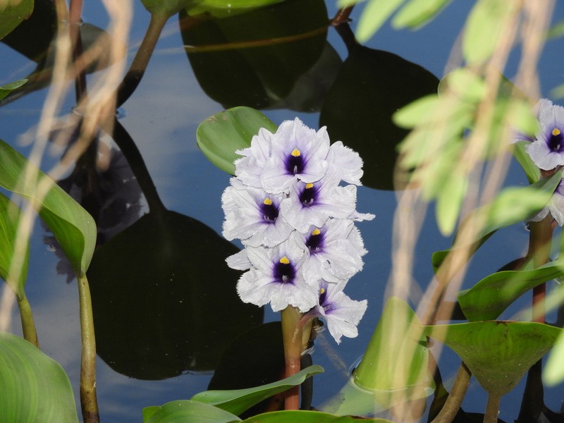 Anchored Water Hyacinth photo 8