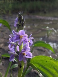 Pontederia brevipetiolata