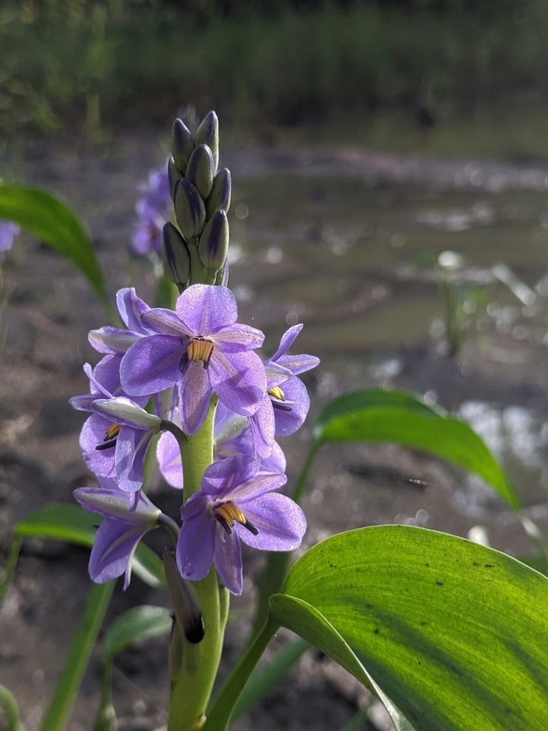Pontederia brevipetiolata