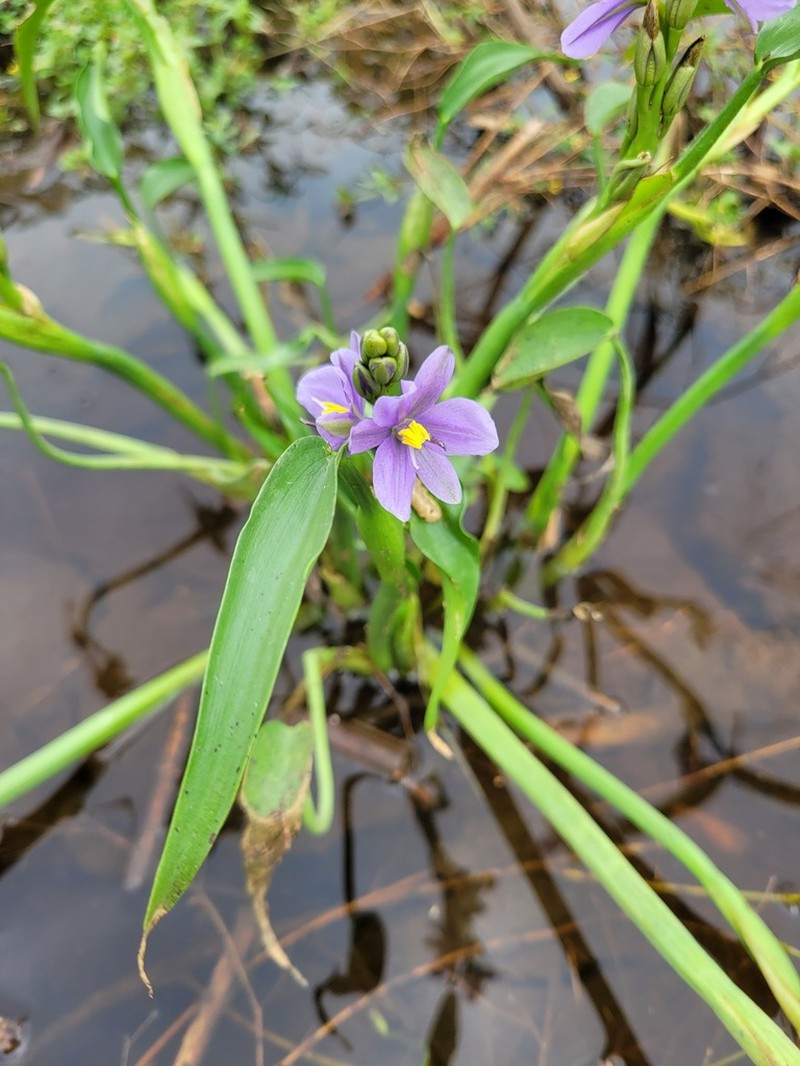 Pontederia brevipetiolata photo 2