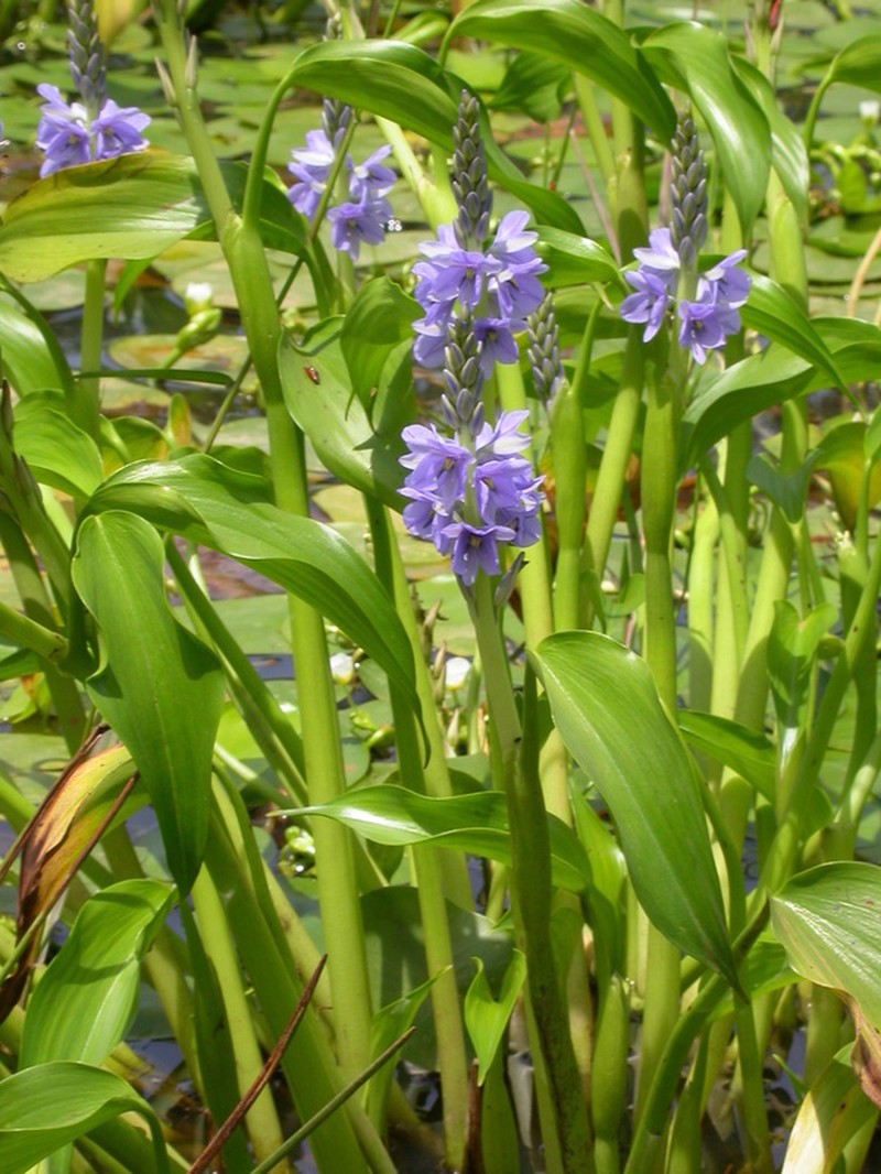 Pontederia brevipetiolata photo 3