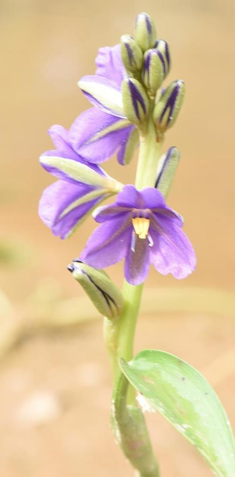 Pontederia brevipetiolata photo 4