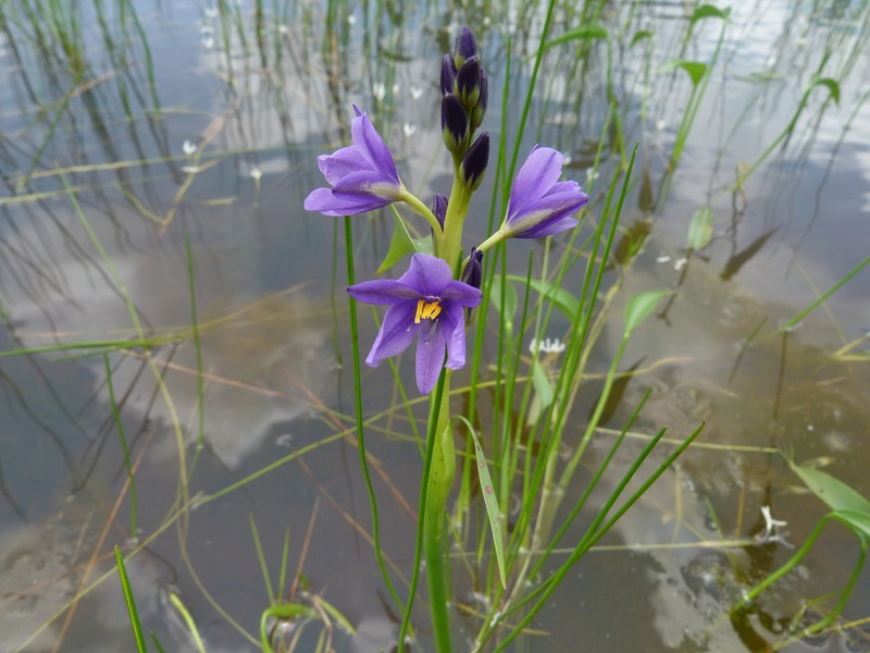Pontederia brevipetiolata photo 5