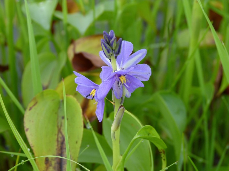Pontederia brevipetiolata photo 6
