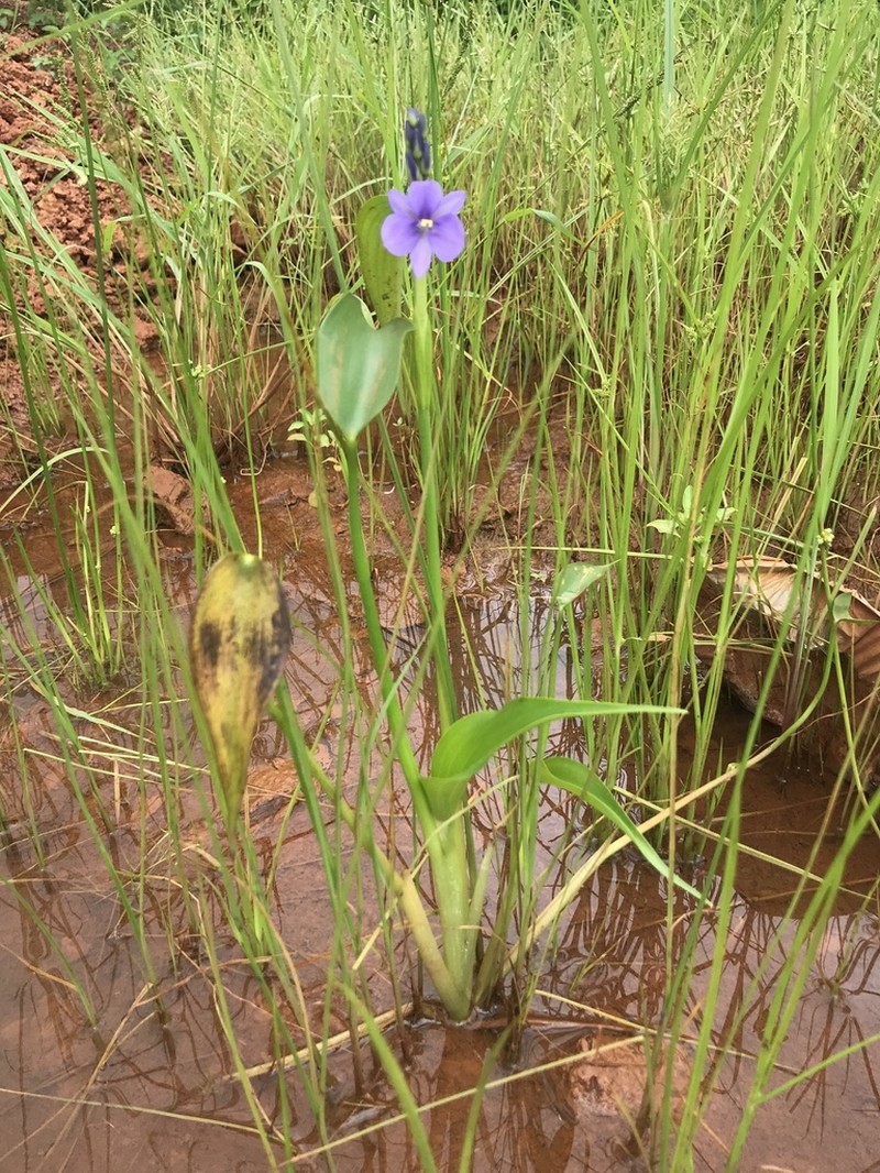 Pontederia brevipetiolata photo 7