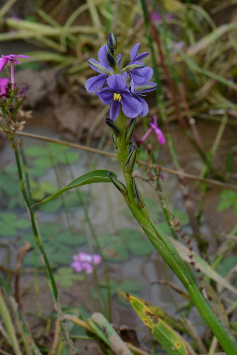 Pontederia brevipetiolata photo 8
