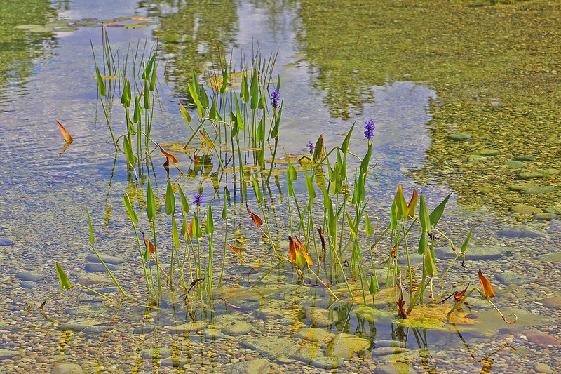 Pickerelweed photo 2