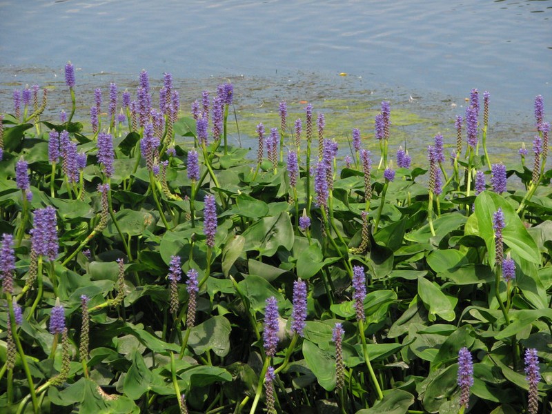 Pickerelweed photo 3