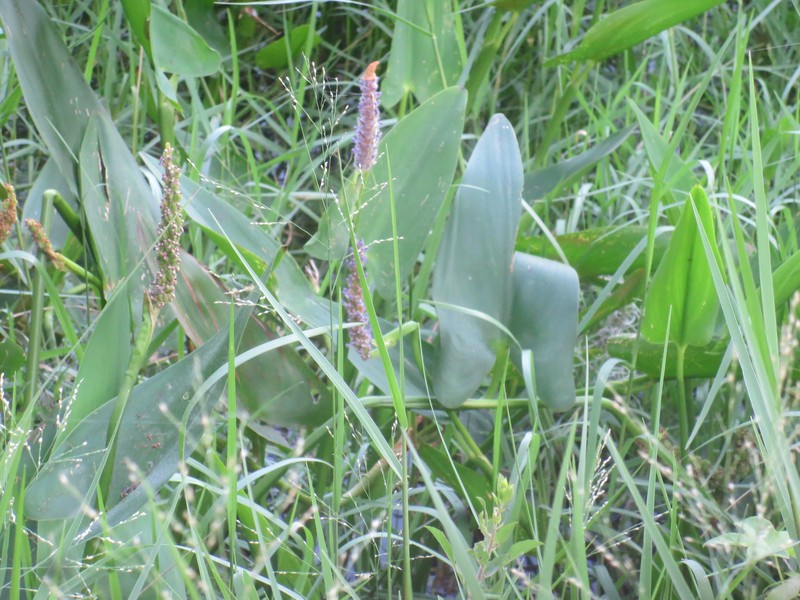 Pickerelweed photo 6