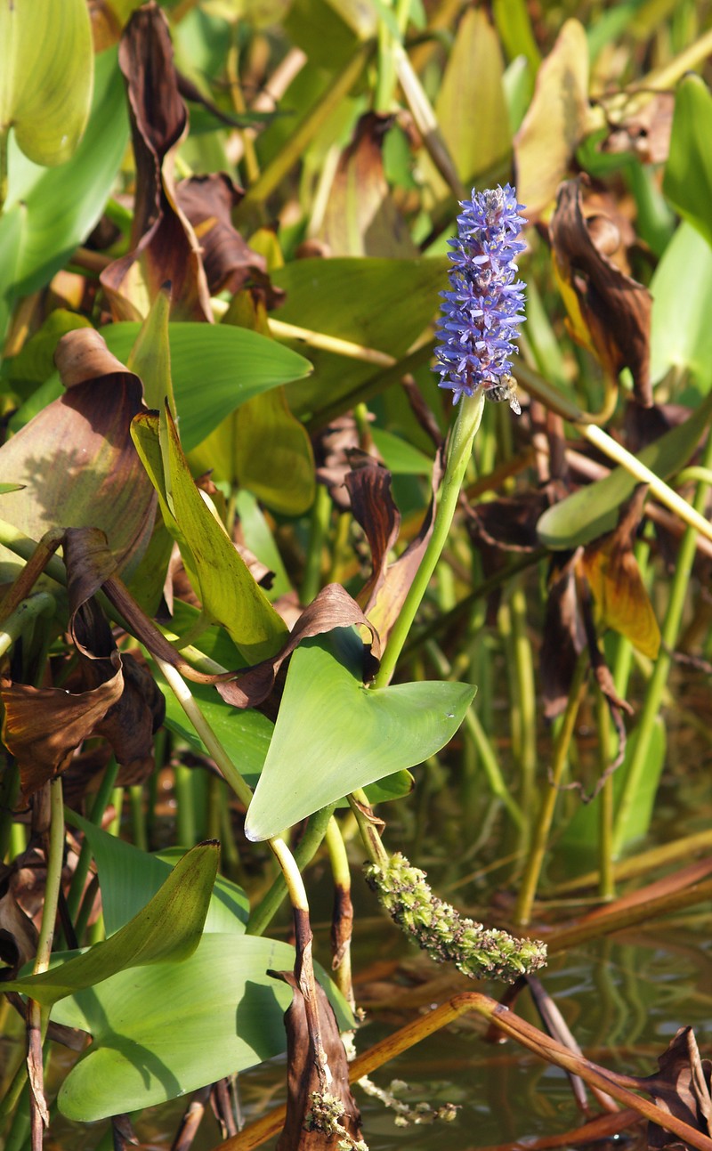 Pickerelweed photo 4