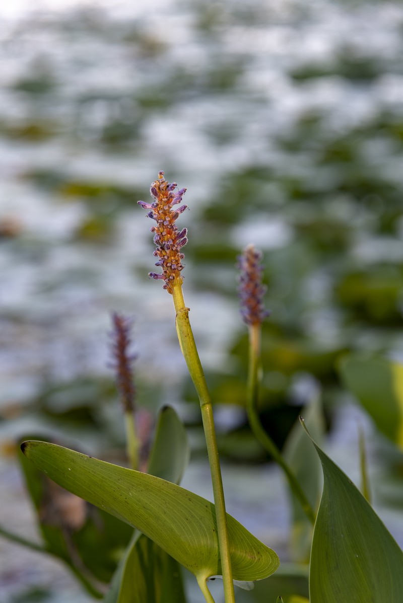 Pickerelweed photo 5