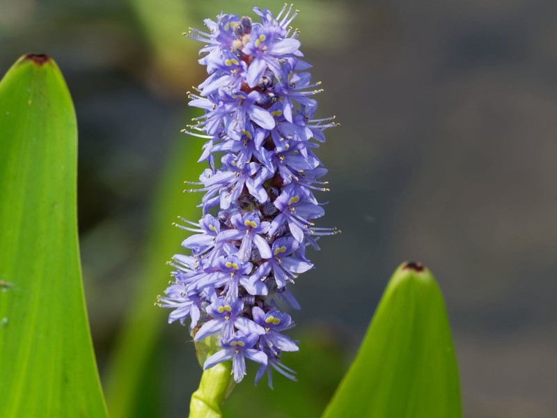 Pickerelweed photo 4