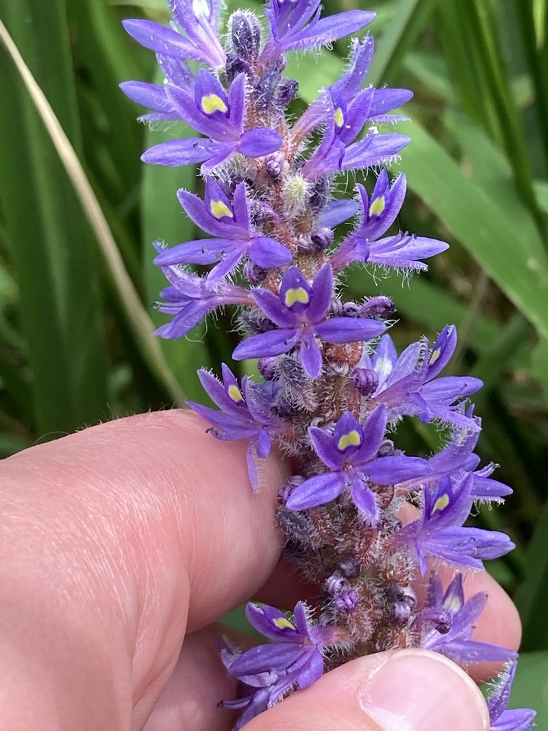 Pickerelweed photo 5