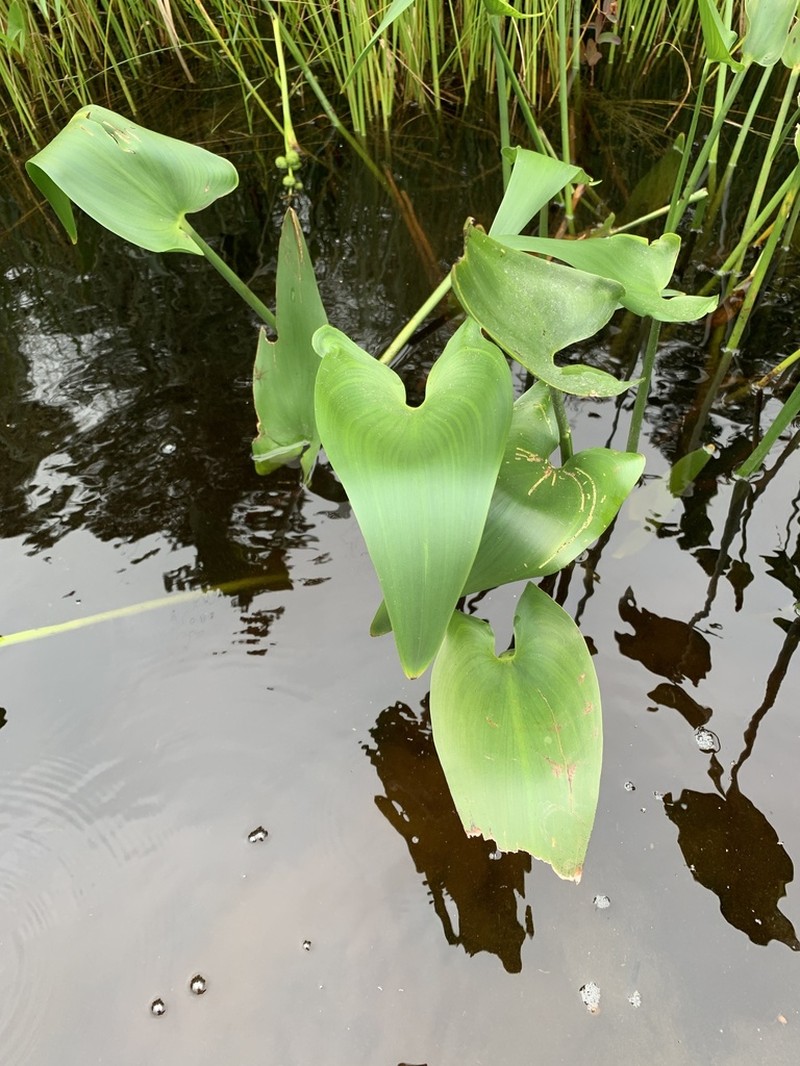 Pickerelweed photo 6