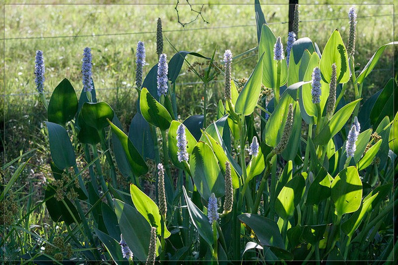 Pickerelweed photo 7