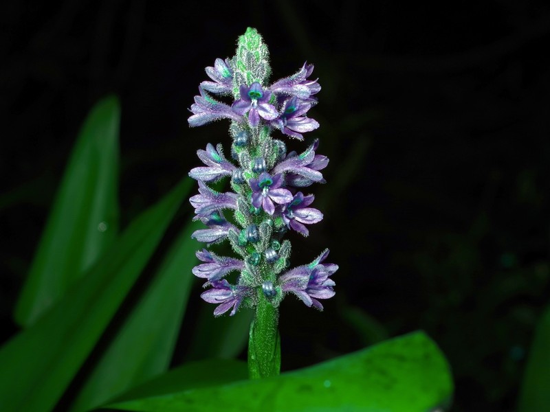 Pickerelweed photo 8