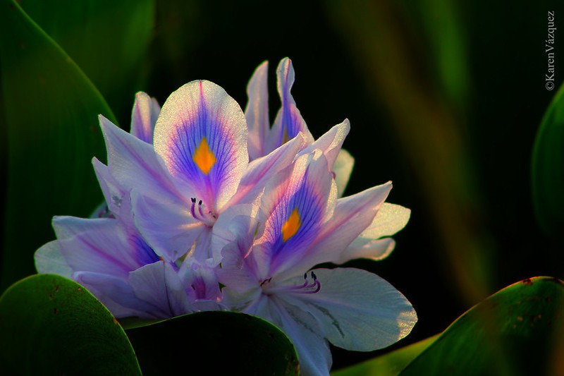 Common Water Hyacinth