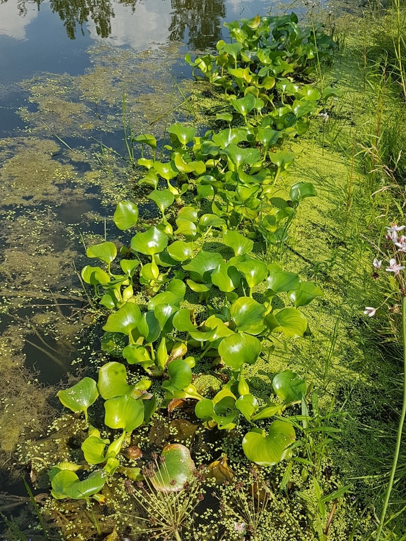 Common Water Hyacinth photo 2