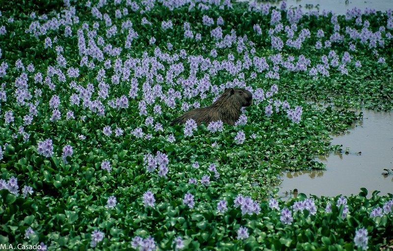 Common Water Hyacinth photo 3