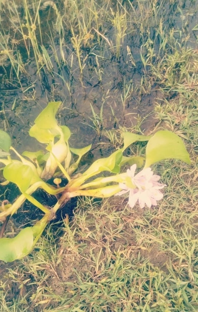 Common Water Hyacinth photo 4