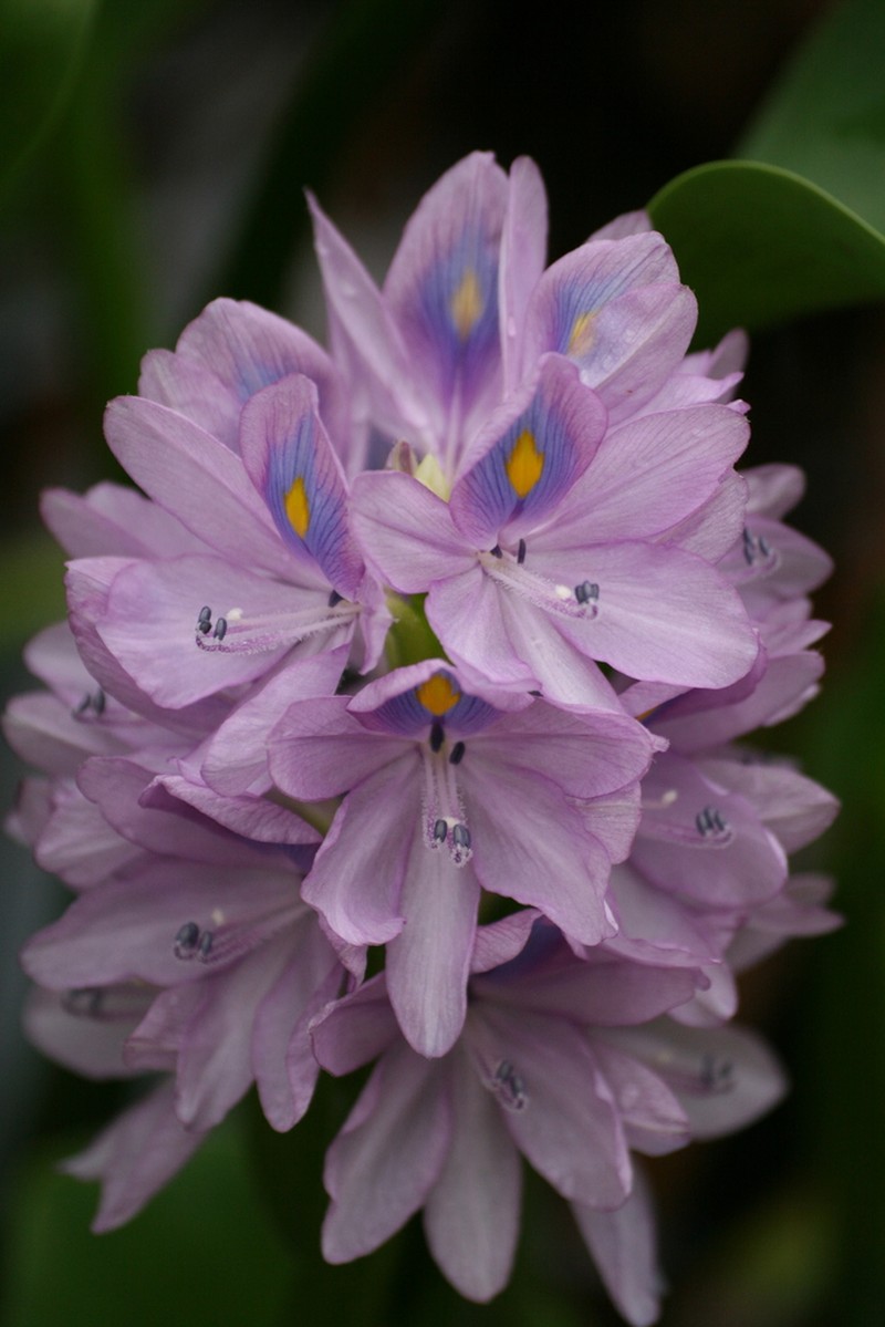 Common Water Hyacinth photo 5