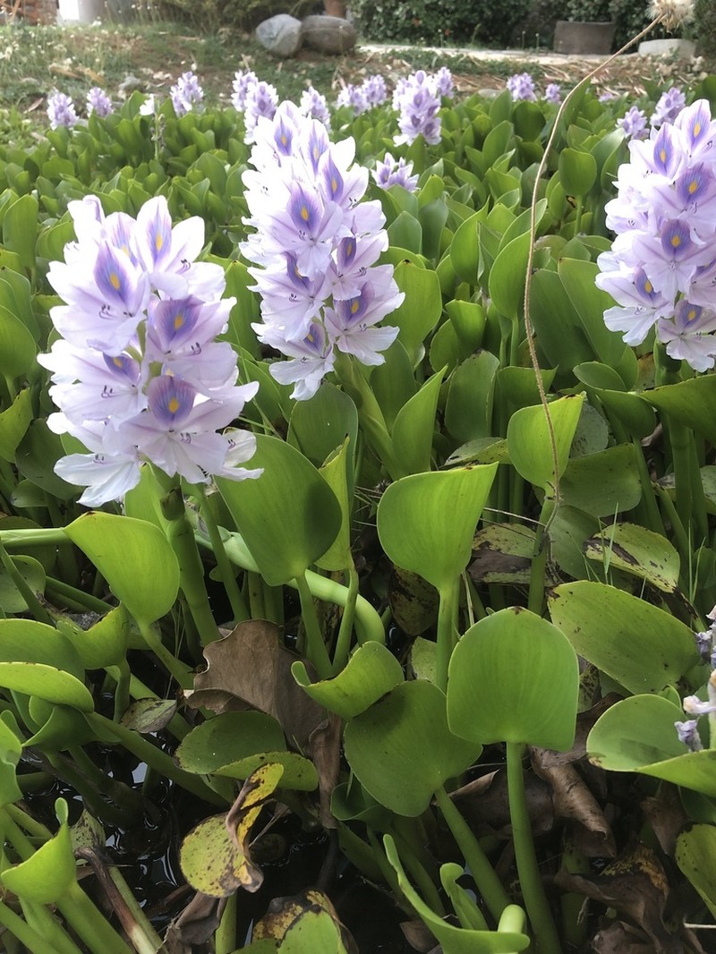 Common Water Hyacinth photo 6