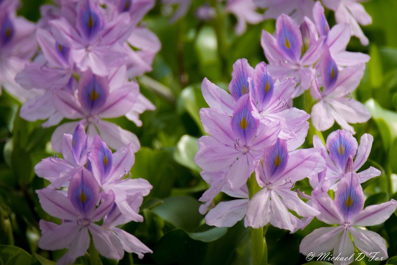 Common Water Hyacinth photo 7