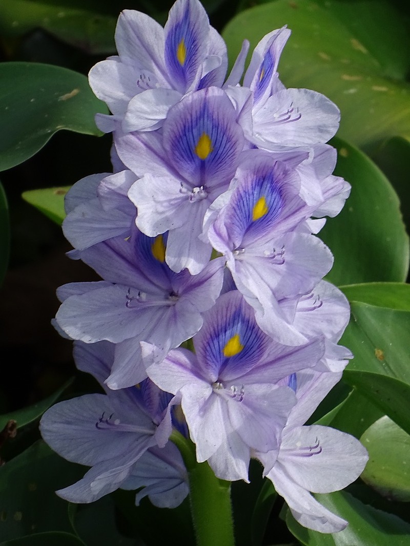 Common Water Hyacinth photo 8