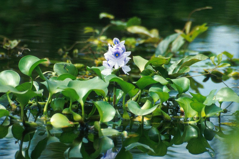 Common Water Hyacinth photo 3