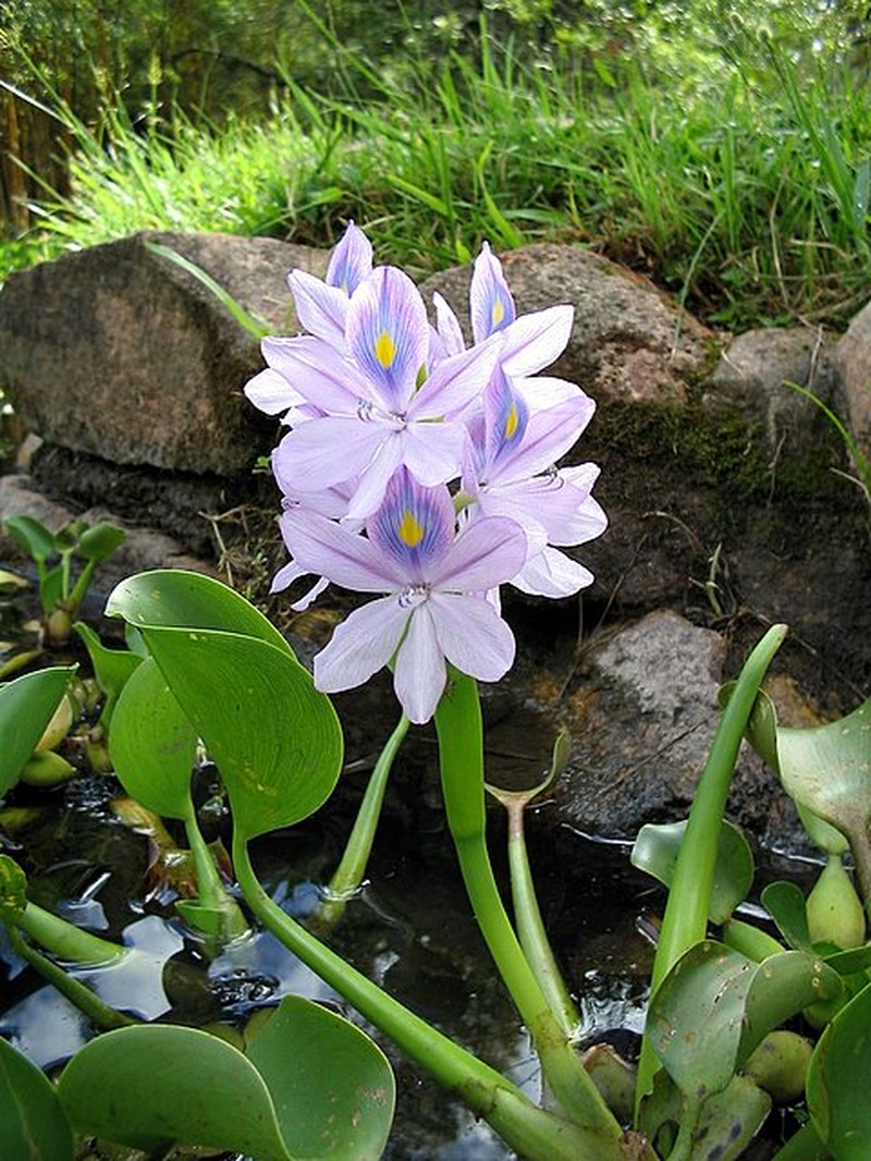 Common Water Hyacinth photo 4