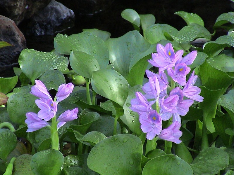 Common Water Hyacinth photo 5