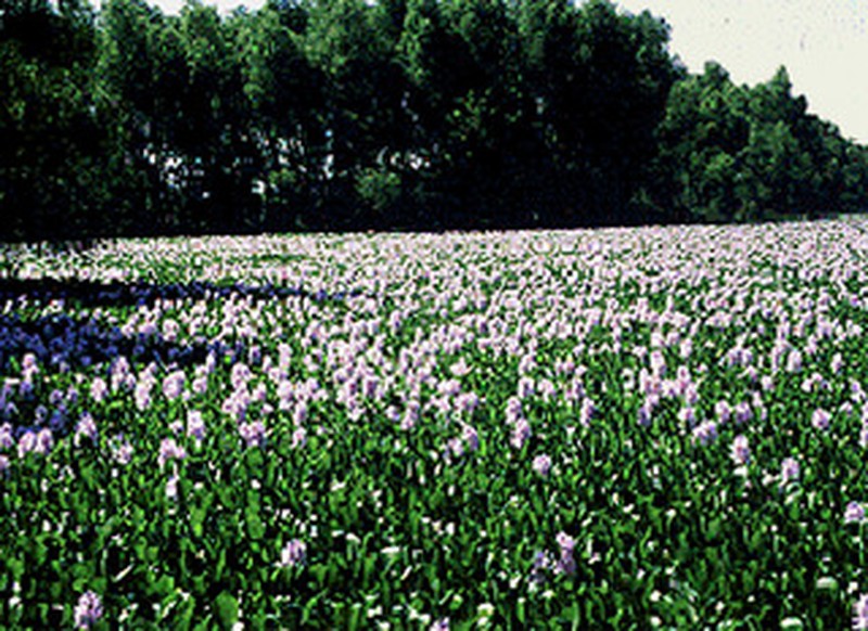 Common Water Hyacinth photo 6