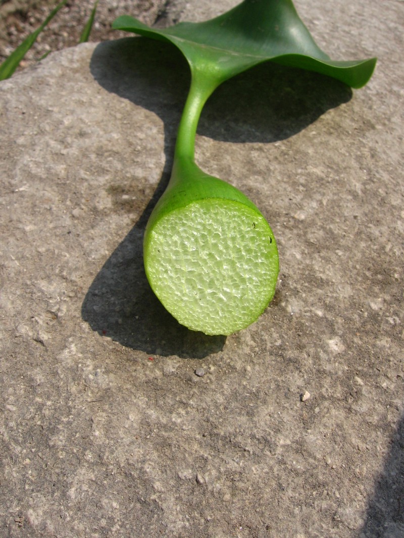 Common Water Hyacinth photo 7